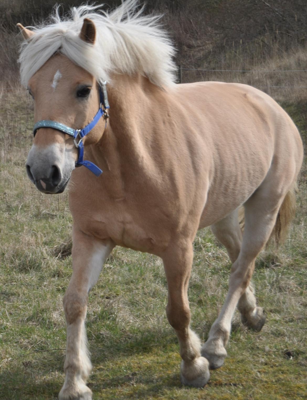 Anden særlig race Mikado billede 3