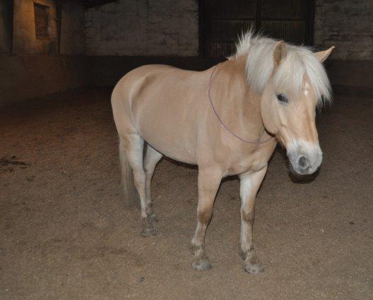 Anden særlig race Mikado billede 4