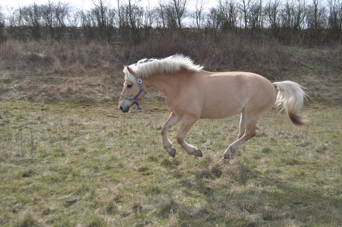 Anden særlig race Mikado billede 5