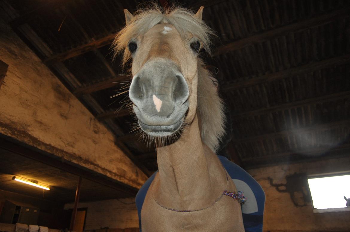 Anden særlig race Mikado billede 6