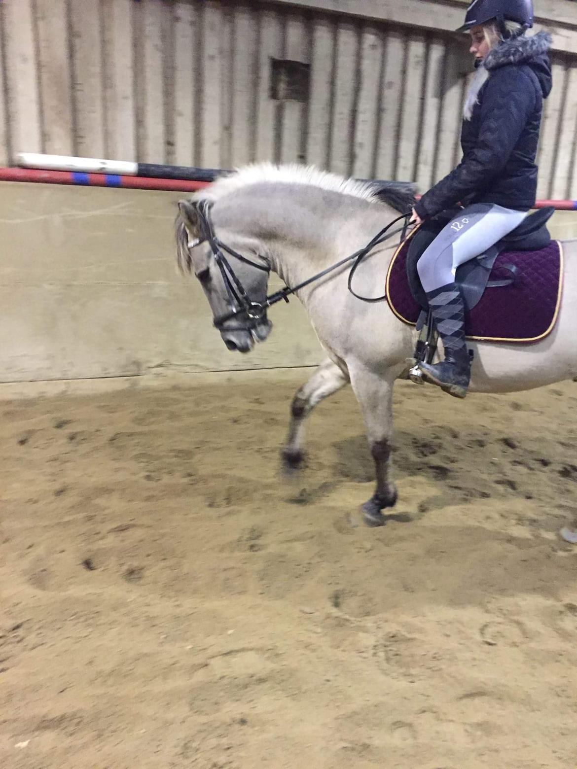 Konik Polski Tony billede 1