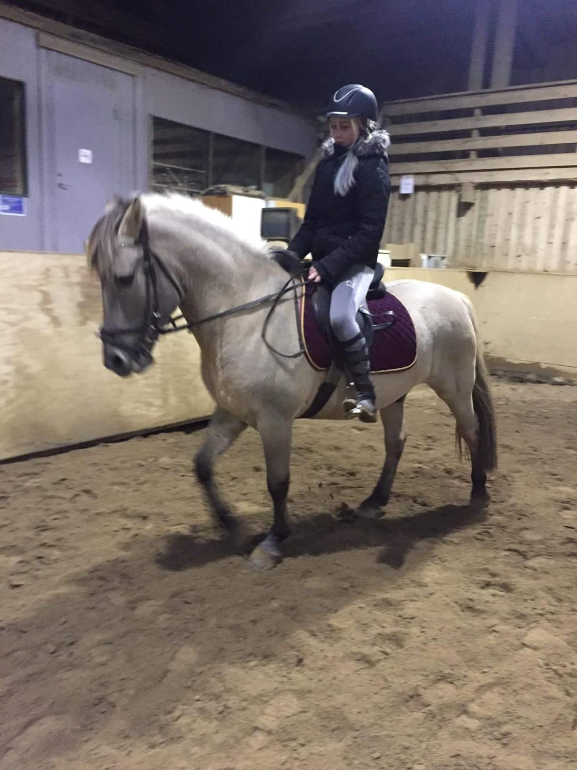 Konik Polski Tony billede 2