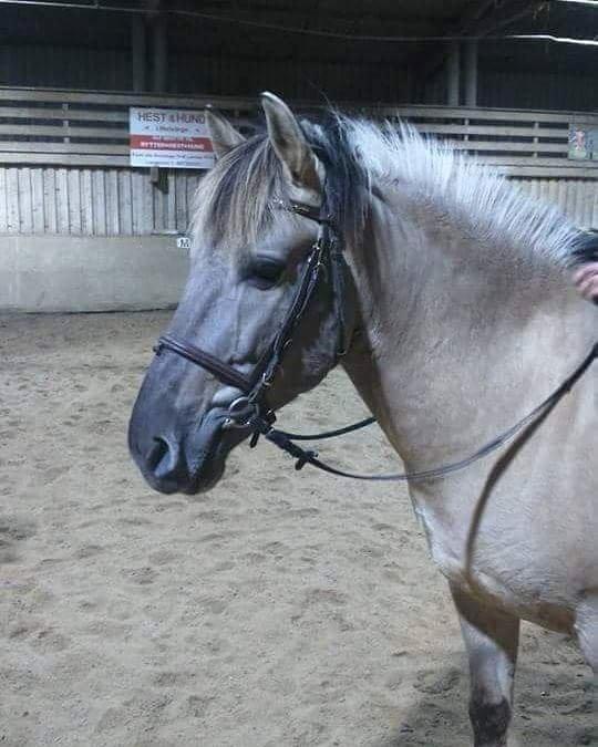 Konik Polski Tony billede 3