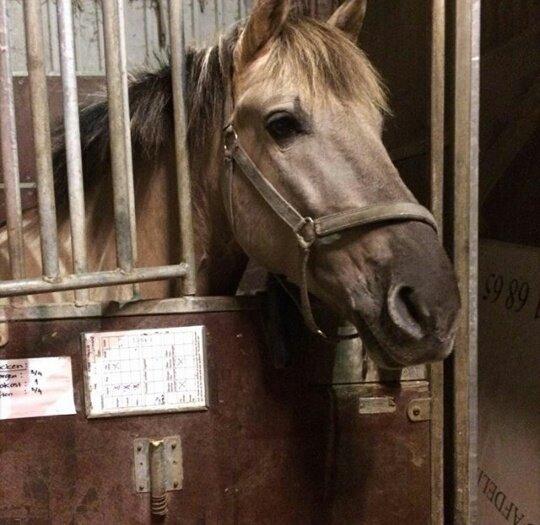 Konik Polski Tony billede 4