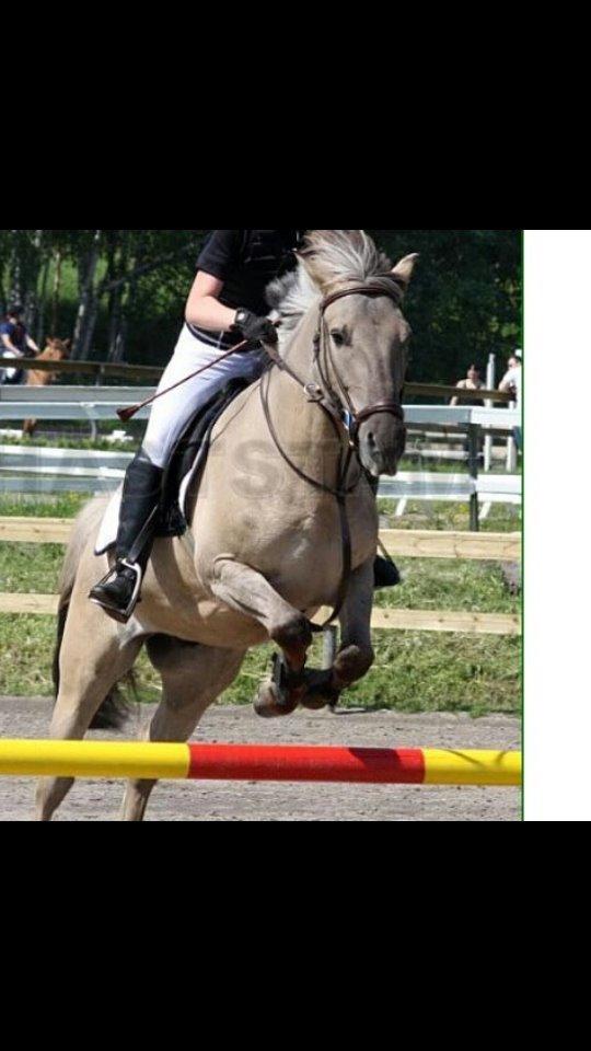 Konik Polski Tony billede 5