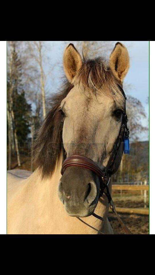 Konik Polski Tony billede 6