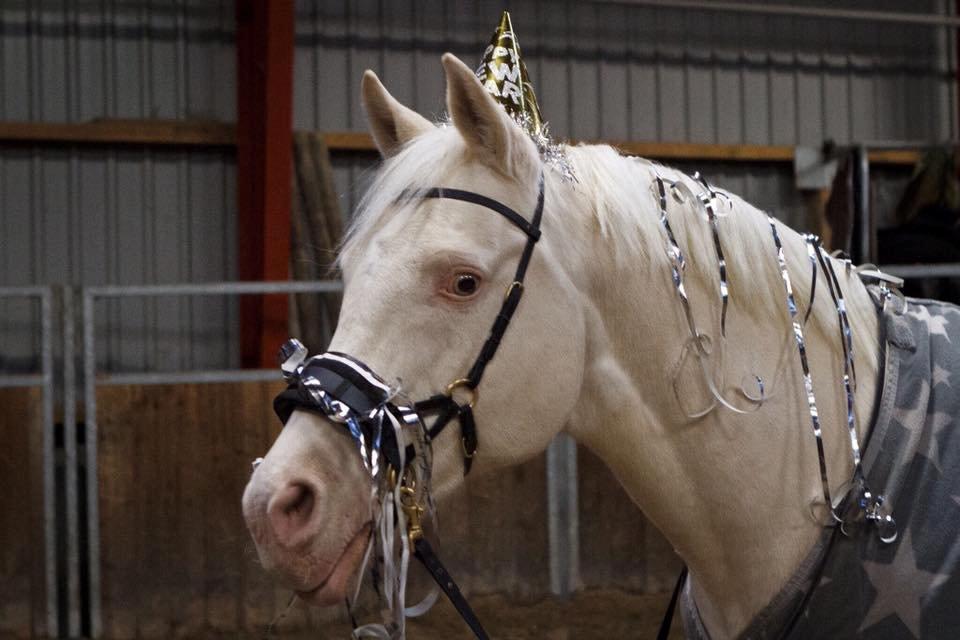 Palomino Moonhaze Silver Spiral billede 7