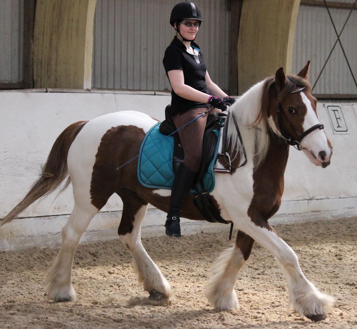 Irish Cob Indy billede 3