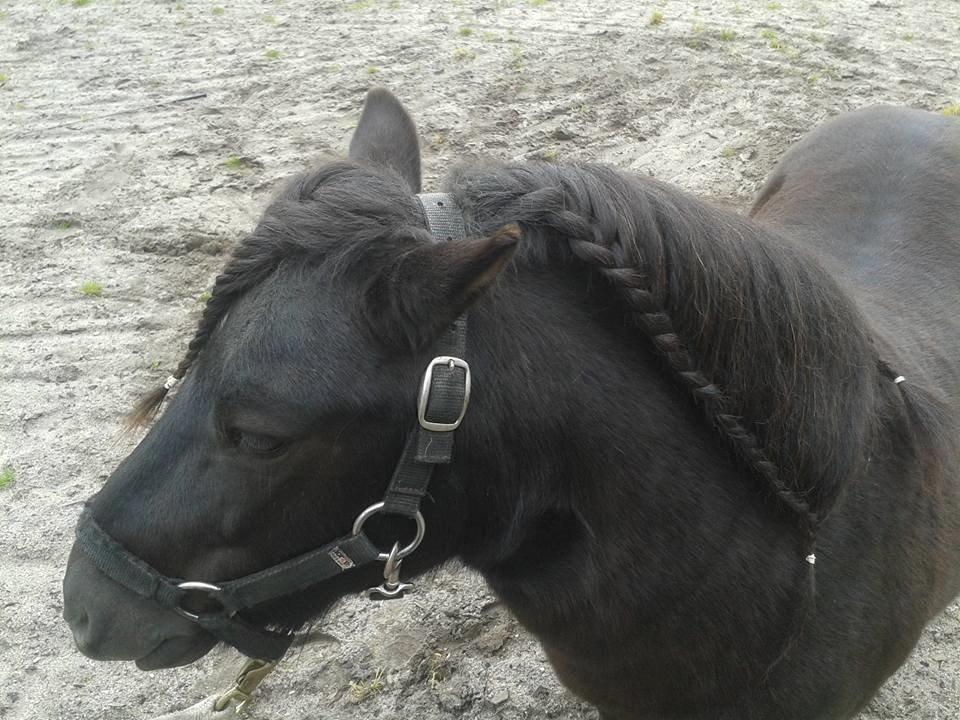 Shetlænder Kirkegaards Rokko billede 7