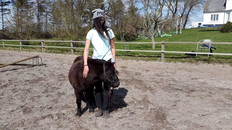 Shetlænder Kirkegaards Rokko - Rocco og jeg billede 6