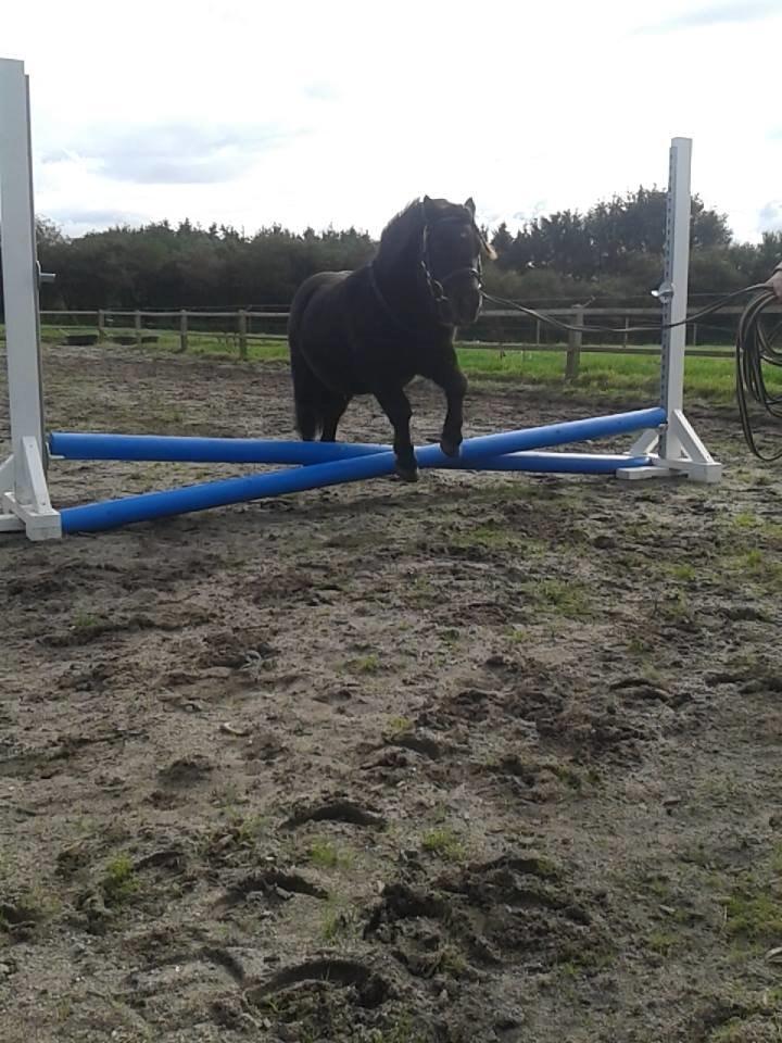 Shetlænder Kirkegaards Rokko billede 9