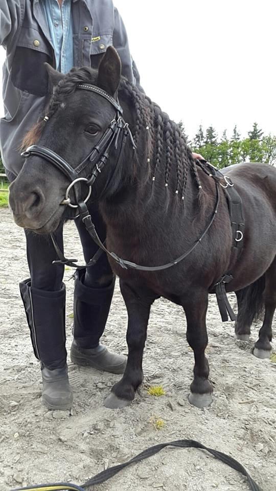 Shetlænder Kirkegaards Rokko billede 10