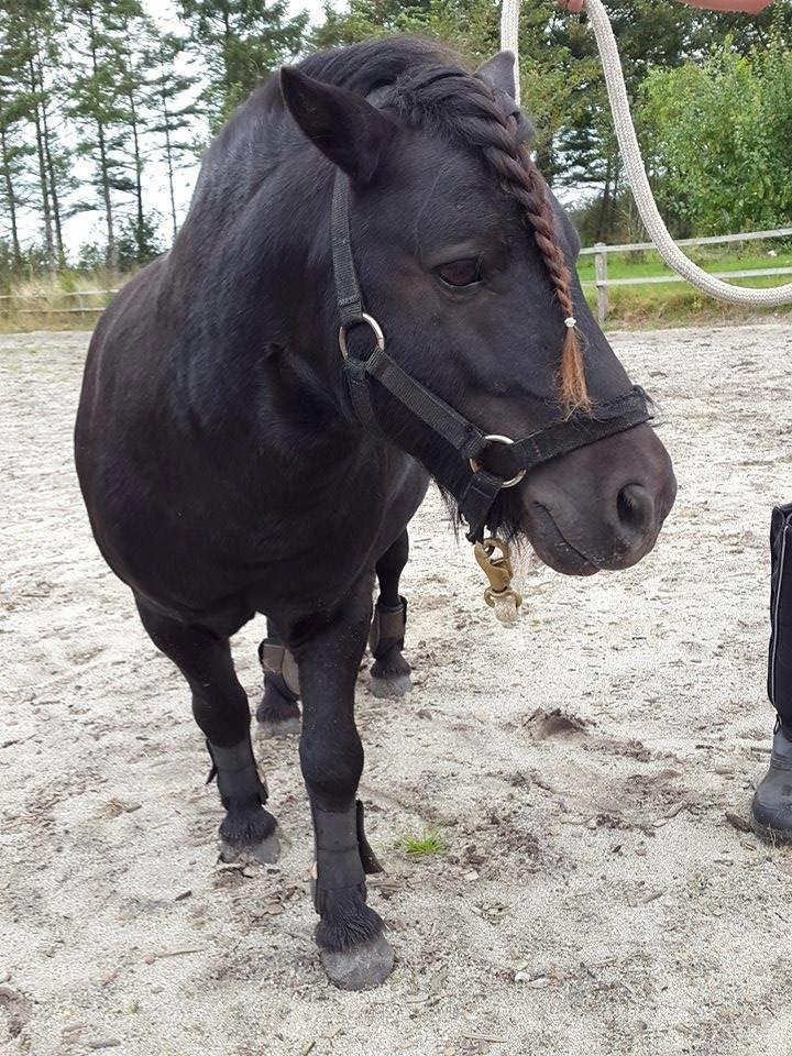 Shetlænder Kirkegaards Rokko billede 11