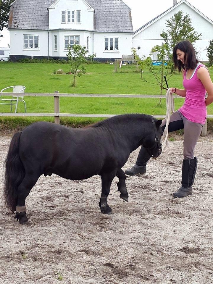 Shetlænder Kirkegaards Rokko billede 12