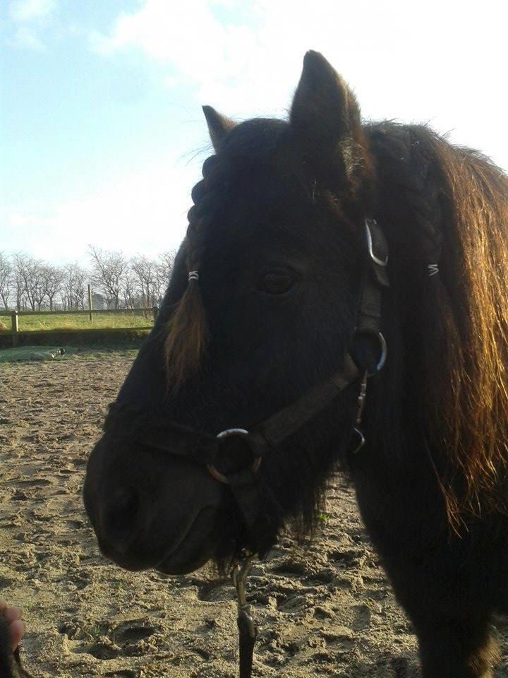 Shetlænder Kirkegaards Rokko billede 13