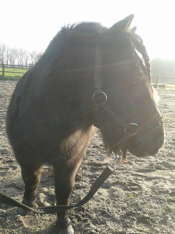 Shetlænder Kirkegaards Rokko billede 5