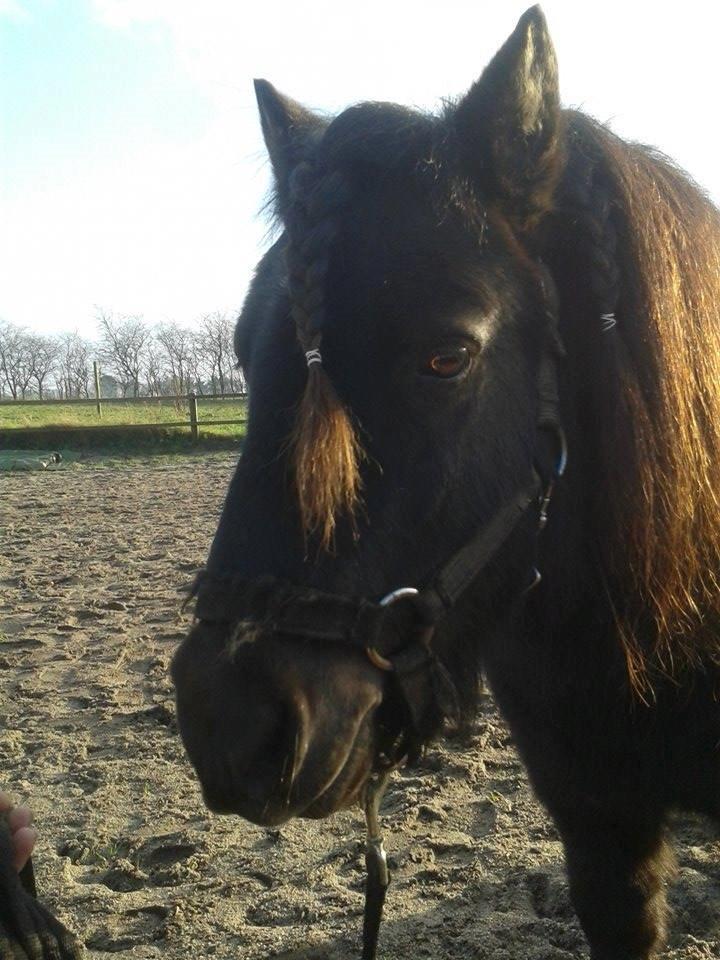 Shetlænder Kirkegaards Rokko billede 8