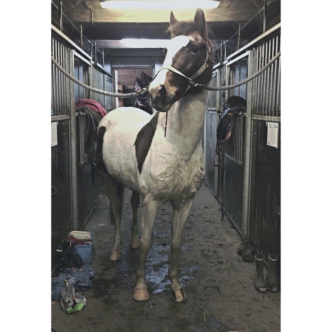 Pinto Rosenlyst's Queen Of Hearts billede 9