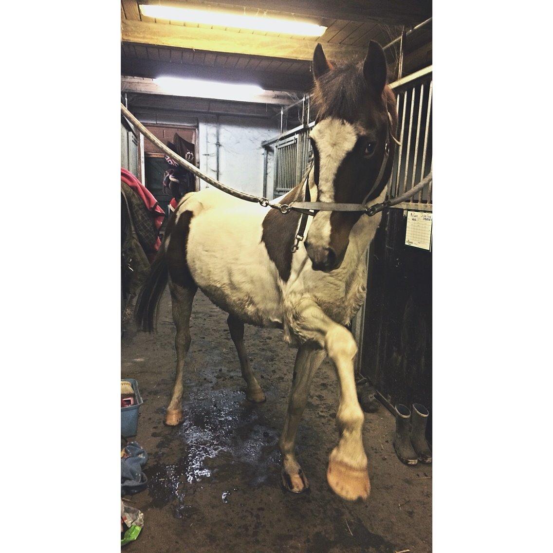 Pinto Rosenlyst's Queen Of Hearts billede 12