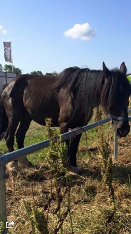 Anden særlig race Sir Lancelot Soleil billede 20