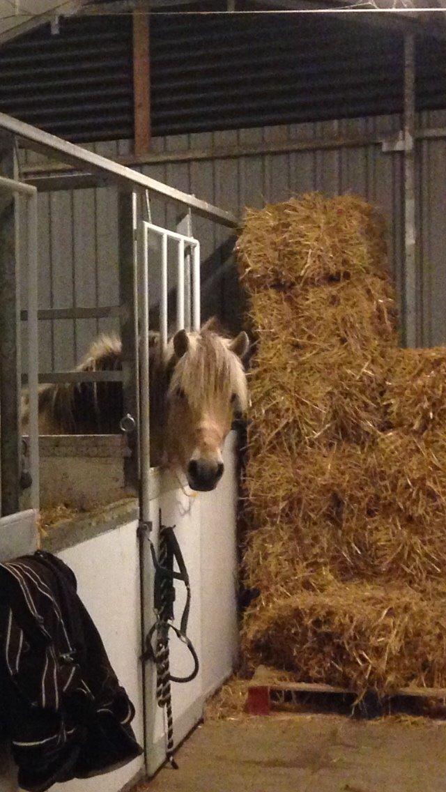 Fjordhest Murphy (solgt 15/6-17) billede 1