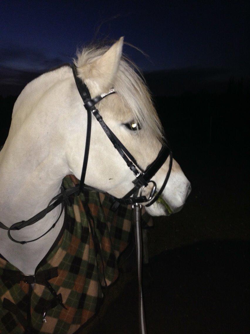 Fjordhest Murphy (solgt 15/6-17) billede 2