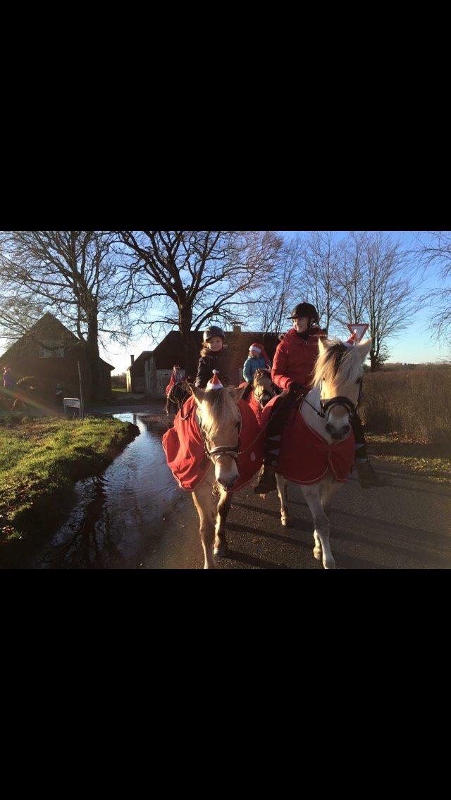 Fjordhest Murphy (solgt 15/6-17) billede 4