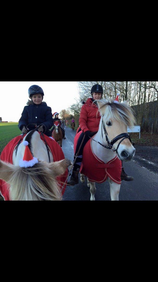 Fjordhest Murphy (solgt 15/6-17) billede 5