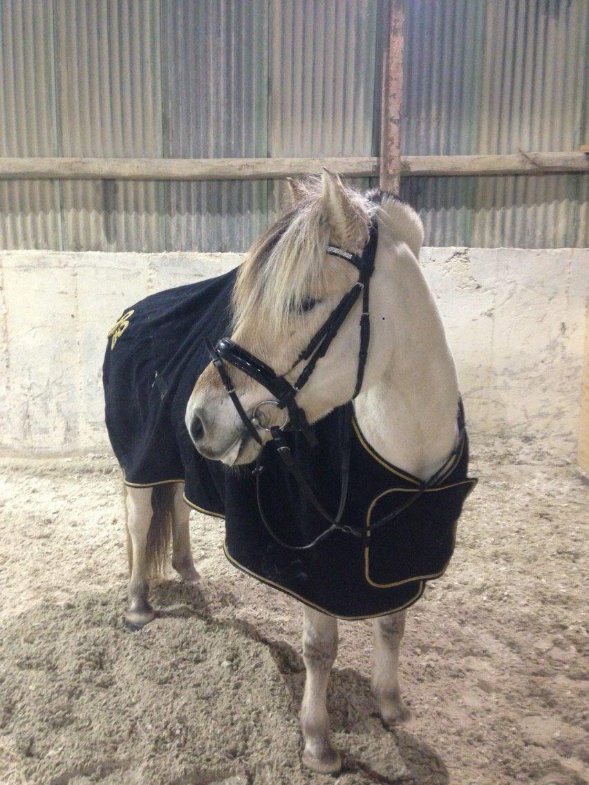 Fjordhest Murphy (solgt 15/6-17) billede 6