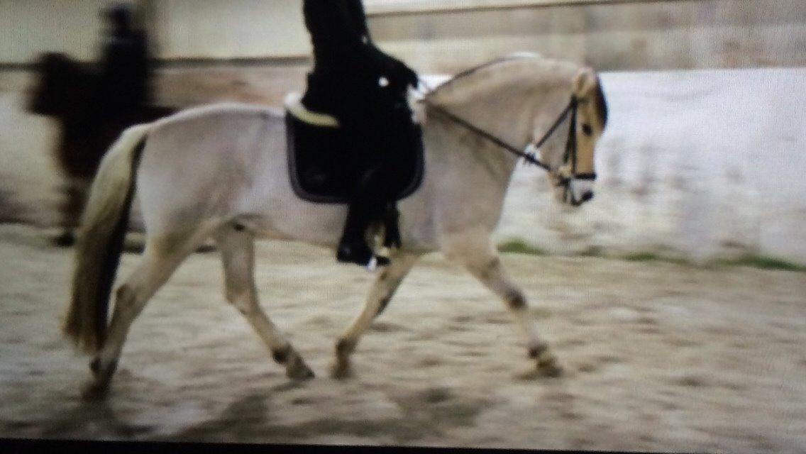 Fjordhest Murphy (solgt 15/6-17) billede 9