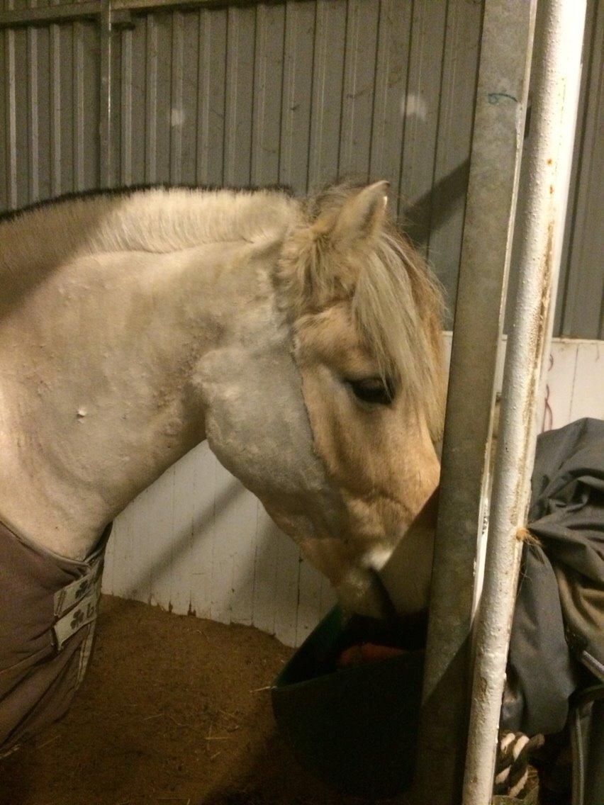 Fjordhest Murphy (solgt 15/6-17) billede 7