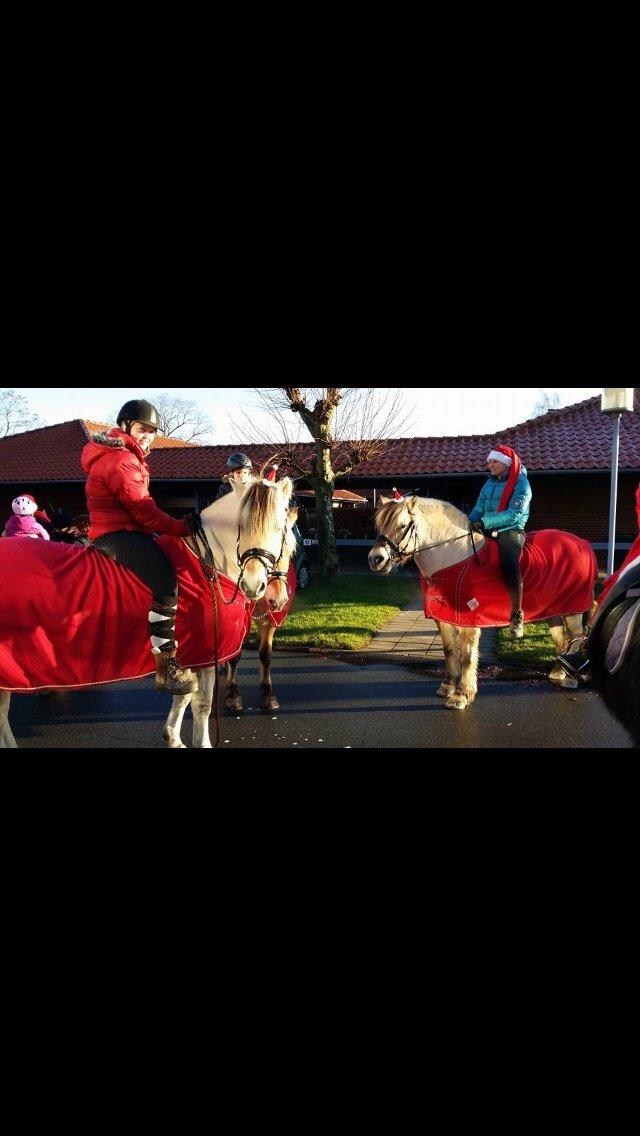 Fjordhest Murphy (solgt 15/6-17) billede 8