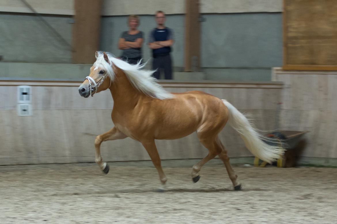 Haflinger Artaud Classwei af Åtte Bjerge - Kåring som 3 års billede 9