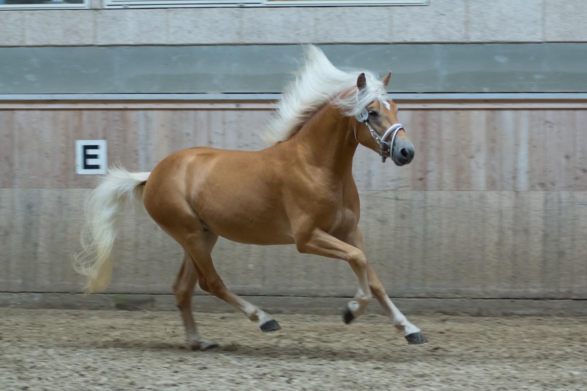 Haflinger Artaud Classwei af Åtte Bjerge - Kåring som 3 års billede 10
