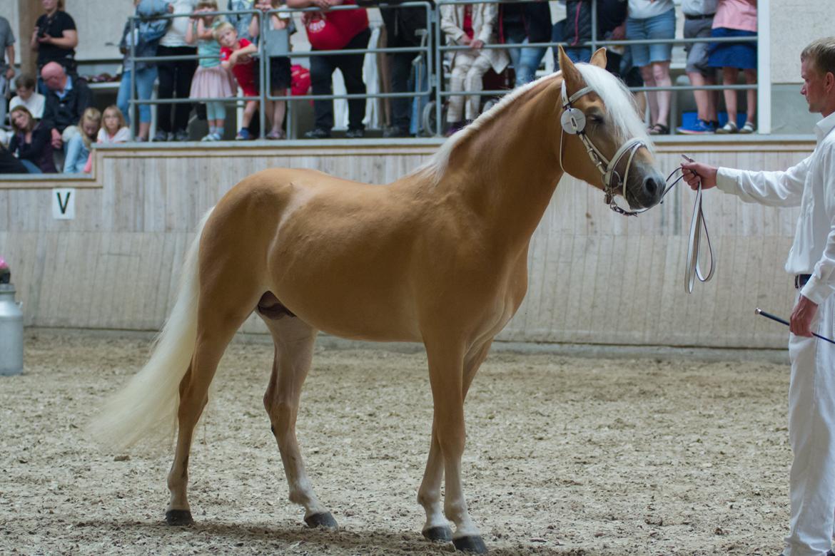 Haflinger Artaud Classwei af Åtte Bjerge - Kåring som 3 års billede 11