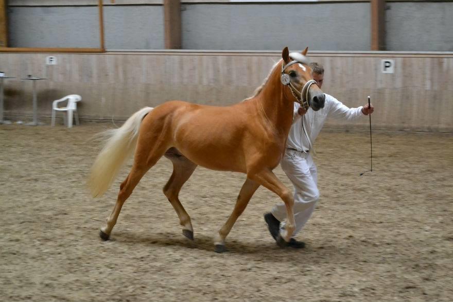 Haflinger Artaud Classwei af Åtte Bjerge - Kåring som 3 års billede 7
