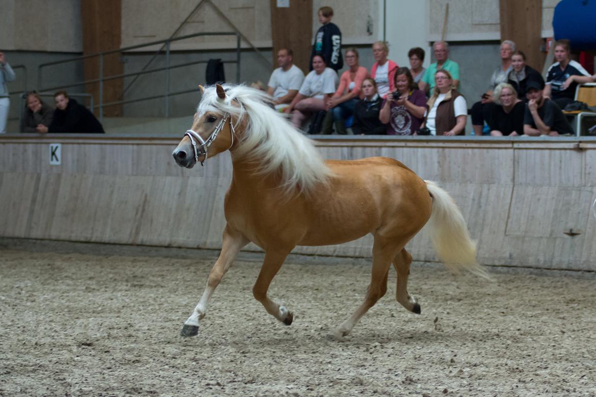Haflinger Artaud Classwei af Åtte Bjerge - Kåring som 3 års billede 8
