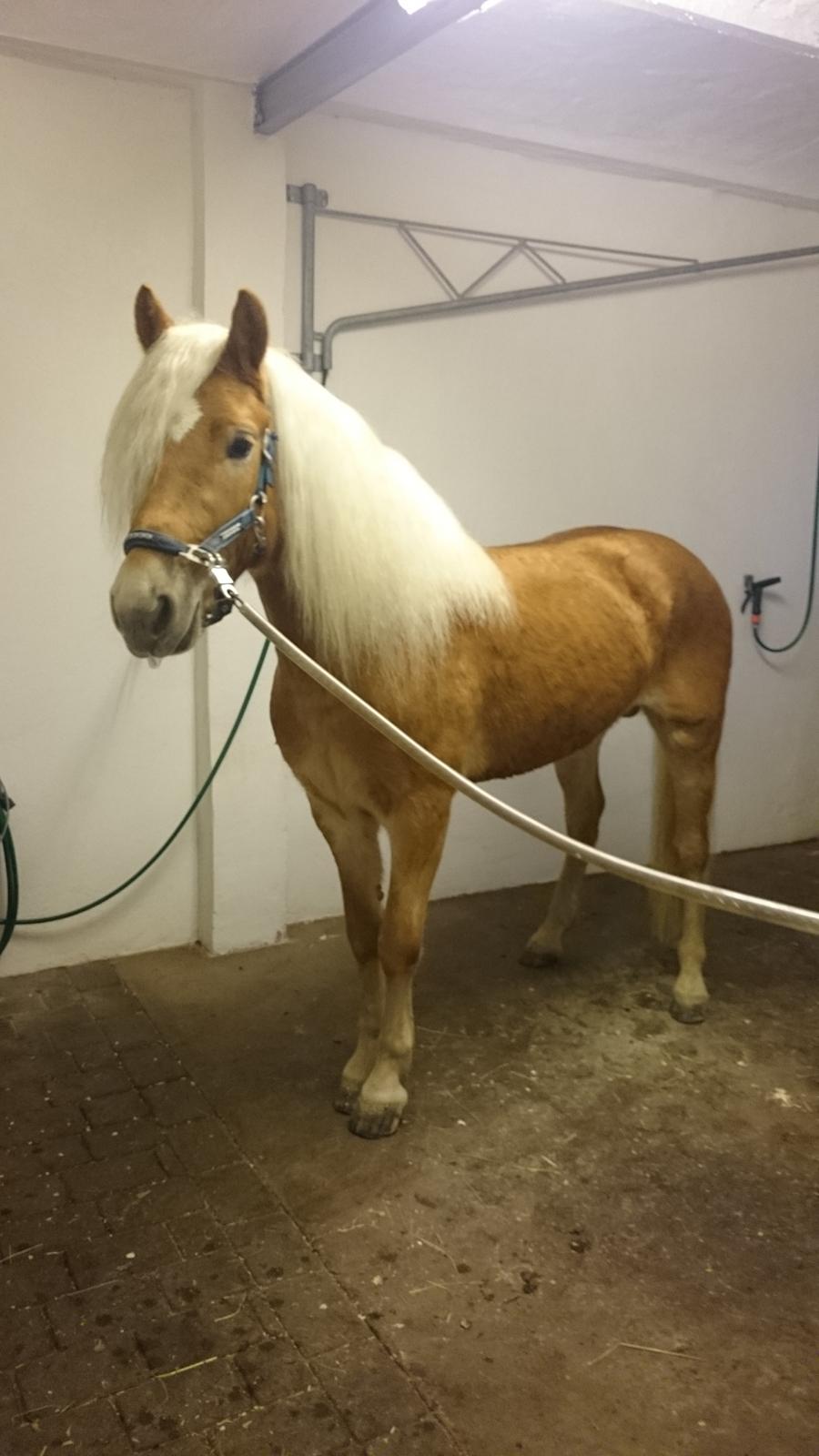 Haflinger Artaud Classwei af Åtte Bjerge - December 2015 billede 12