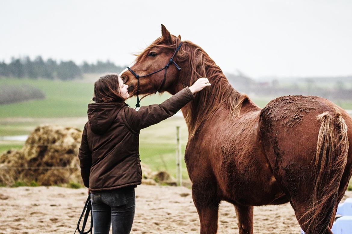 Welsh Cob (sec D) H-S Charles billede 7