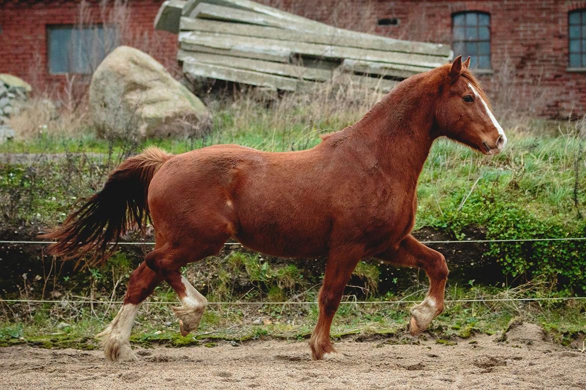 Welsh Cob (sec D) H-S Charles billede 17