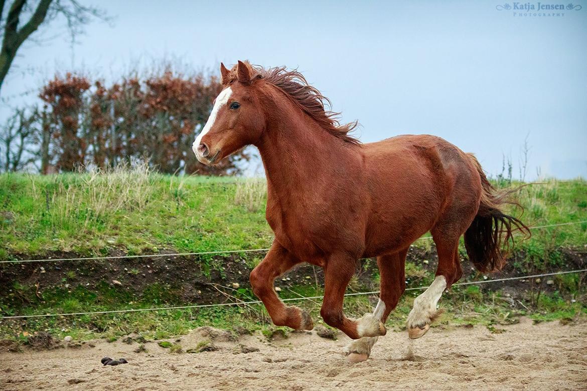 Welsh Cob (sec D) H-S Charles billede 12