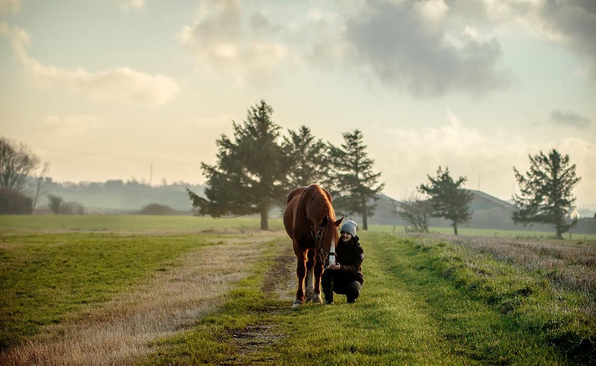Welsh Cob (sec D) H-S Charles billede 18