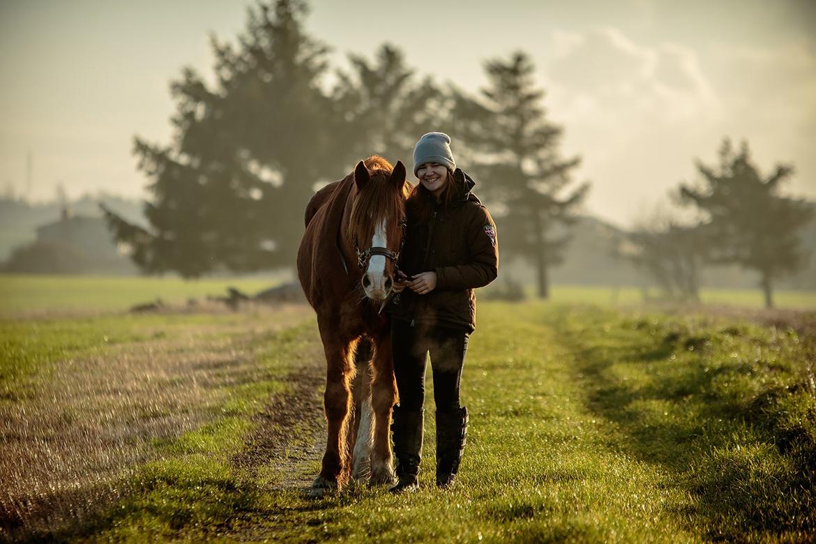 Welsh Cob (sec D) H-S Charles billede 2