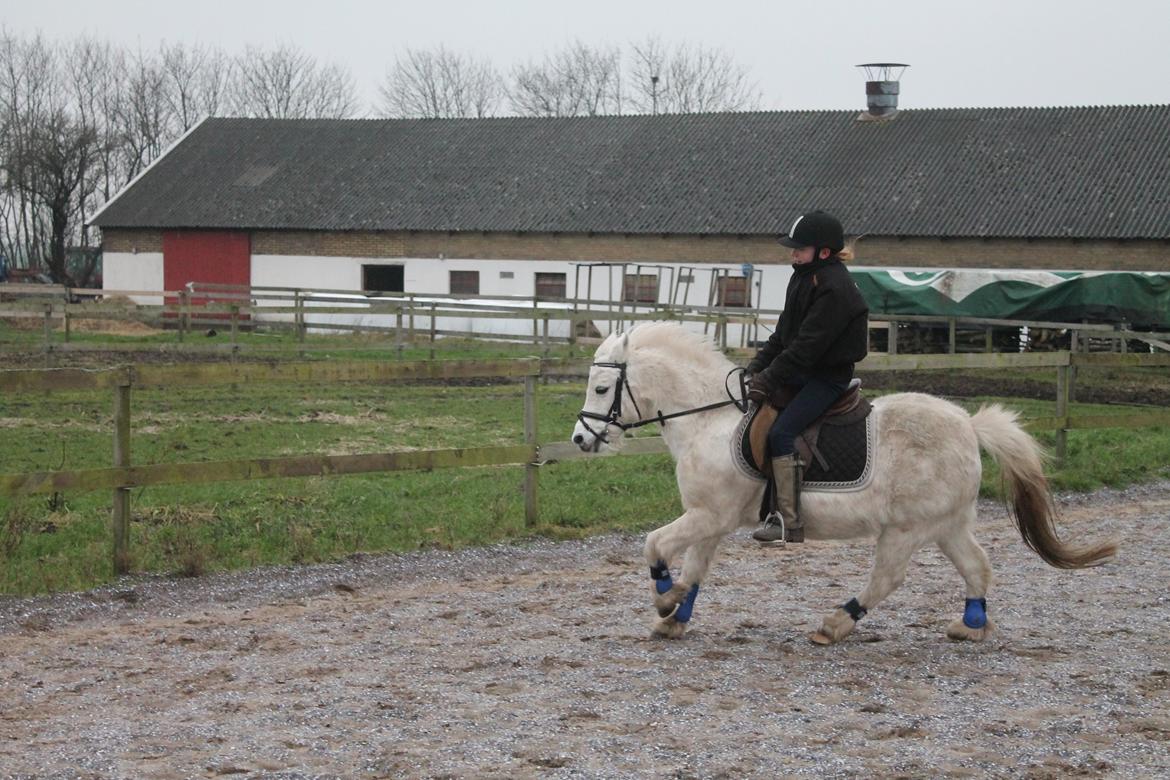 Welsh Mountain (sec A) Rosso Bianco billede 18