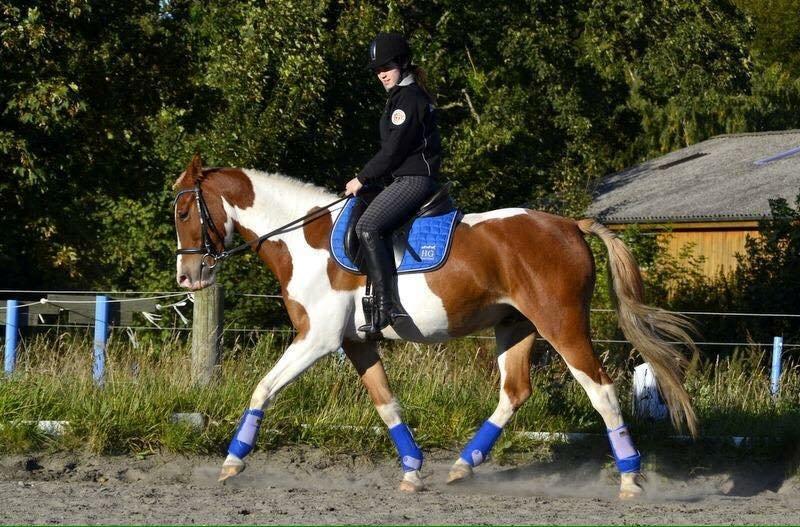 Pinto Amazing Apache billede 4