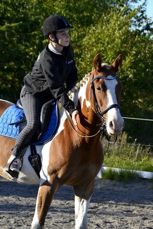 Pinto Amazing Apache billede 6