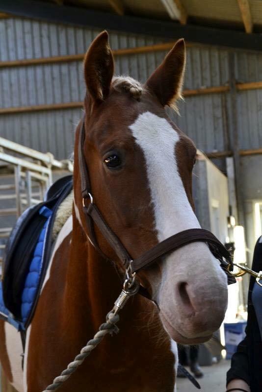 Pinto Amazing Apache billede 7