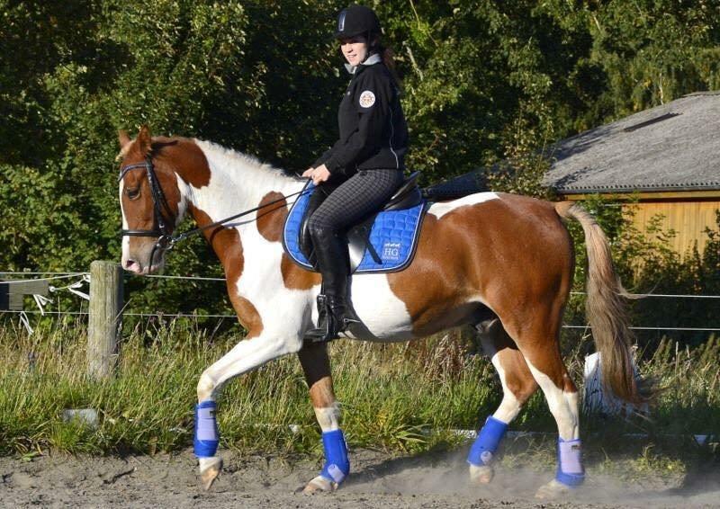 Pinto Amazing Apache billede 8