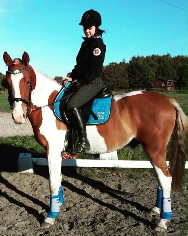 Pinto Amazing Apache billede 9