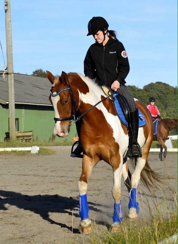 Pinto Amazing Apache billede 5